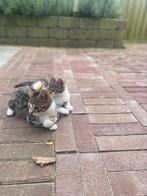 Lieve kittens 🐈🐈‍⬛, Dieren en Toebehoren, Meerdere dieren, Kortharig, 0 tot 2 jaar