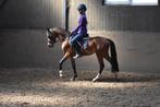 Knappe 3 jarige Welsh pony te koop, Dieren en Toebehoren, Pony's, Merrie, Dressuurpony, Zadelmak, 3 tot 6 jaar