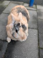 Lief vrouwtjes konijn 4 maanden oud, Dieren en Toebehoren, Vrouwelijk