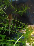 Baby axolotls, Dieren en Toebehoren, Vissen | Aquariumvissen
