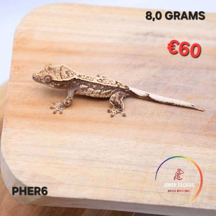 Wimpergekko Correlophus ciliatus JOKERGECKOS