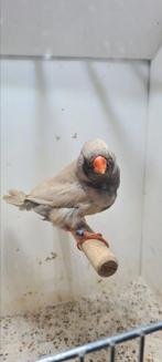 Te koop man pastel charcoal zwartborst, Dieren en Toebehoren, Mannelijk