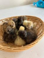 Raszuivere USA zijdehoen kuikens, Dieren en Toebehoren, Pluimvee, Geslacht onbekend, Kip