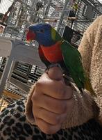 Lori van de blauwe bergen, Dieren en Toebehoren, Vogels | Parkieten en Papegaaien, Mannelijk, Papegaai, Pratend
