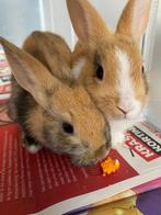 2 konijnen inclusief hok en toebehoren, Dieren en Toebehoren, Konijnen