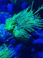 Euphyllia Glabrescens Ultra Green purple/blue tips, Ophalen, Overige typen