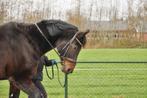 Verzorgpaard zoekt aandacht, Ophalen of Verzenden, Recreatie