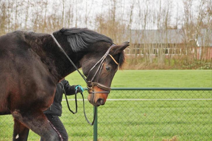 Verzorgpaard zoekt aandacht, Dieren en Toebehoren, Paarden en Pony's | Overige Paardenspullen, Recreatie, Ophalen of Verzenden