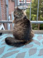 Ragdoll/europese korthaar poes zoekt een rustig huisje, Poes