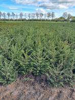 Taxus baccata, Ophalen, Taxus, Haag, Minder dan 100 cm