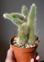 cactus - Monkey tail - Cleistocactus vulpis cauda, Ophalen of Verzenden, Cactus, Volle zon, Minder dan 100 cm