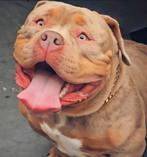 Tricolor Extreme Pocket reu *ABKC, Dieren en Toebehoren, Honden | Bulldogs, Pinschers en Molossers, Parvo, 15 weken tot 1 jaar