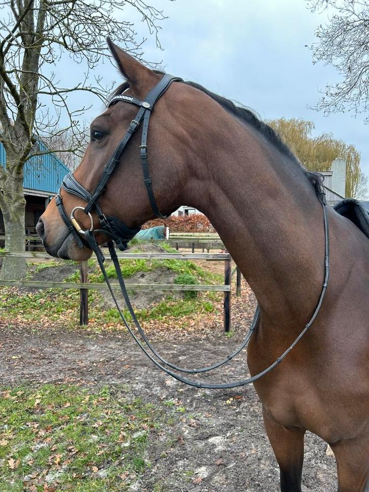 Project paard, Dieren en Toebehoren, Paarden, Merrie, B, 165 tot 170 cm, 3 tot 6 jaar, Dressuurpaard, Met stamboom