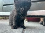 Maine coon kittens (kruising), Dieren en Toebehoren, Katten en Kittens | Raskatten | Langhaar, Meerdere dieren, Ontwormd