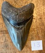 Megalodon tand 10,5 cm, Ophalen of Verzenden, Fossiel