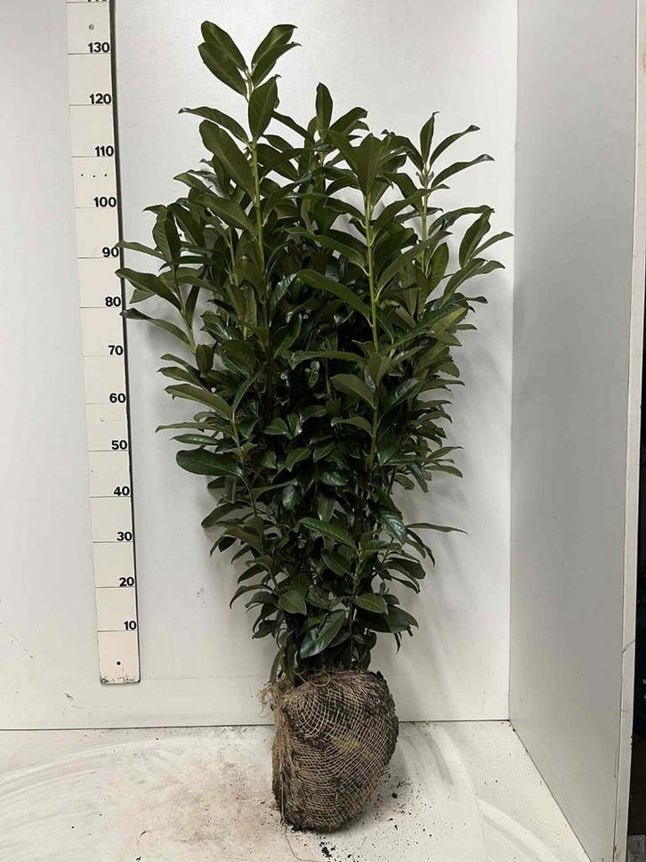 Prunus Laurier Genolia 80/100  - Verschillende maten, Tuin en Terras, Planten | Struiken en Hagen, Haag, Laurier, 100 tot 250 cm