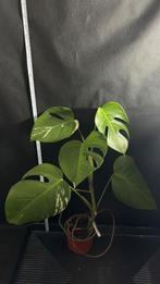 Mooie Monstera Borsigiana Variegata te koop, Ophalen of Verzenden, Halfschaduw, Minder dan 100 cm