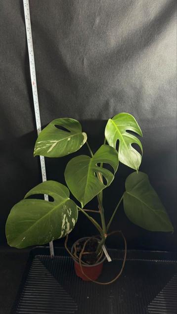 Mooie Monstera Borsigiana Variegata te koop beschikbaar voor biedingen