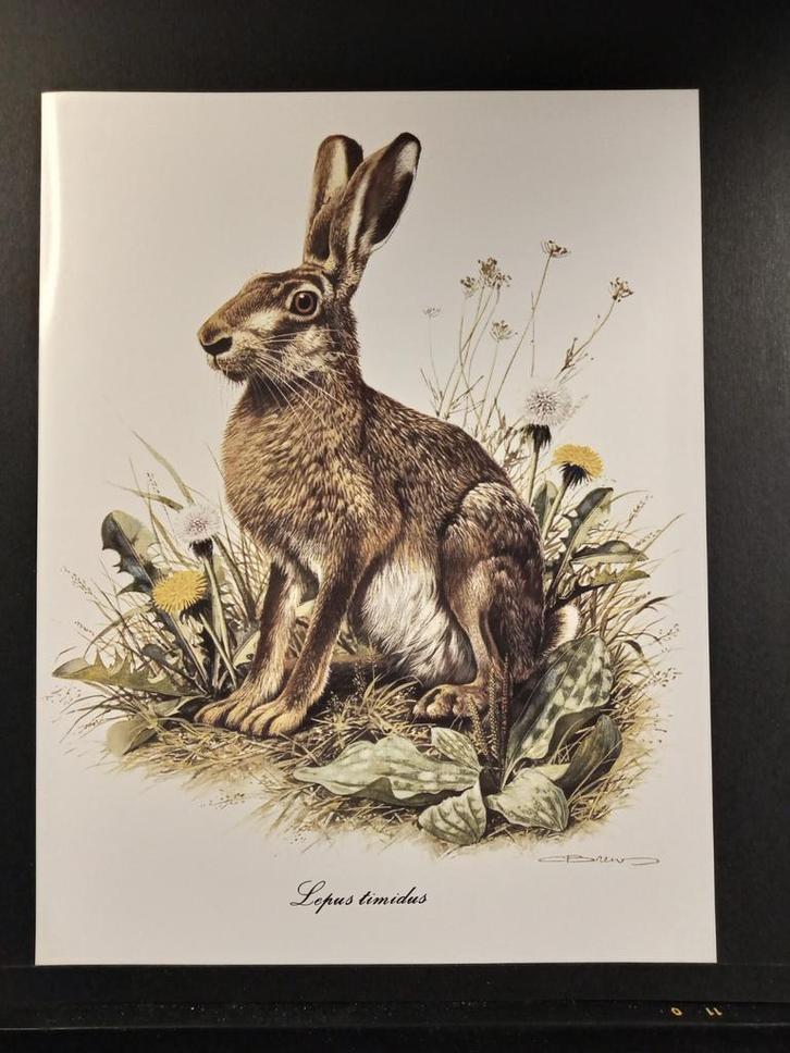 Haas, Verzamelen, Foto's en Prenten, Zo goed als nieuw, Prent, Dier, 1960 tot 1980, Verzenden