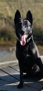 Mechelse herder teefje 5 jaar, Dieren en Toebehoren, Honden | Herdershonden en Veedrijvers, Teef, Eén hond, 3 tot 5 jaar, Herder
