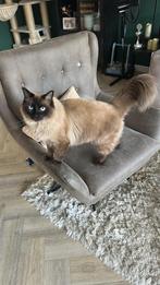 2 Ragdoll katers met stamboom, Dieren en Toebehoren, Katten en Kittens | Raskatten | Langhaar, Kater, Gechipt