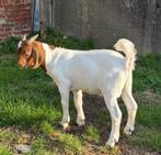 Boergeit bok, Dieren en Toebehoren, Schapen, Geiten en Varkens, Mannelijk, Geit, 0 tot 2 jaar