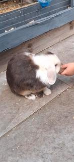 Leuk minilop voedstertje, hangoor dwerg konijn, Dieren en Toebehoren, Konijnen, Vrouwelijk, Dwerg, Hangoor, 0 tot 2 jaar