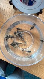 L236 SW, Dieren en Toebehoren, Ophalen of Verzenden, Zo goed als nieuw, Plant(en), Steen of Hout