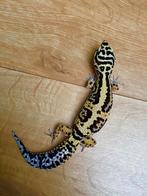 Luipaardgekko 0.1, Dieren en Toebehoren, Reptielen en Amfibieën, Hagedis, 0 tot 2 jaar