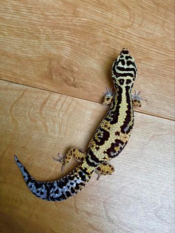 Luipaardgekko 0.1 beschikbaar voor biedingen