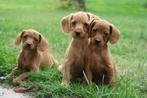 Vrolijke Kleine Doodle x Boomer pups, Poedel, Nederland, CDV (hondenziekte), 8 tot 15 weken