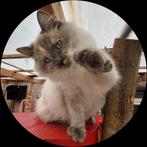 Hypoallergeen Neva Masquerade en Siberische kittens, Dieren en Toebehoren, Meerdere dieren, Gechipt, 0 tot 2 jaar