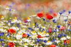 Biodiversiteits adviseur, tuinconsultant, tuinranger., Tuin- of Vijveraanleg