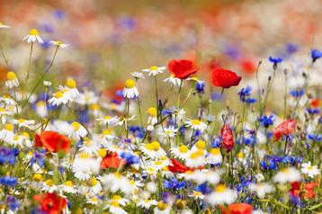 Biodiversiteits adviseur, tuinconsultant, tuinranger. beschikbaar voor biedingen