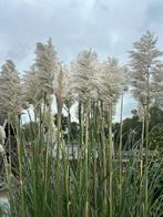 Pampasgras - Beige Pluimen voor Decoratie, Volle zon, Vaste plant, Siergrassen, Ophalen of Verzenden