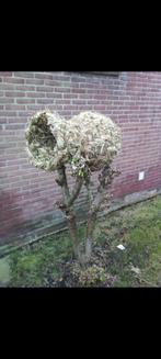 Ambachtelijk gevlochten eendenkorf, Ophalen, Nieuw, Overige materialen, Overige typen