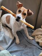 Hondenoppas, Reu, Parvo, Eén hond, 3 tot 5 jaar