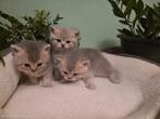 Brıtse korthaar kıttens, Dieren en Toebehoren, Katten en Kittens | Raskatten | Korthaar, Ontwormd
