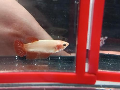 Showkwaliteit betta vrouw Cambodian, Dieren en Toebehoren, Vissen | Aquariumvissen, Vis