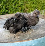 Hennen gekleurde eieren olijfleggers groenleggers kippen, Dieren en Toebehoren, Pluimvee, Vrouwelijk, Kip