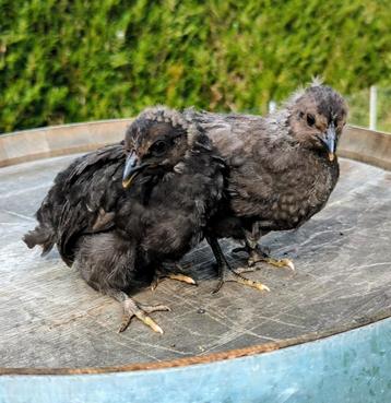 Hennen gekleurde eieren olijfleggers groenleggers kippen  beschikbaar voor biedingen