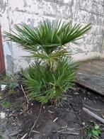 Palmbomen, Ophalen of Verzenden, Bloeit niet, Overige soorten, Volle zon