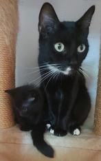 Kittens, Dieren en Toebehoren, Ophalen, Nieuw