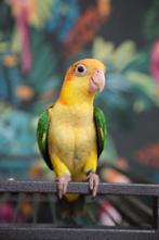 Baby Caique´s | Roestkop | getest | Handtam | Nieuwsgierig, Meerdere dieren, Papegaai, Geringd