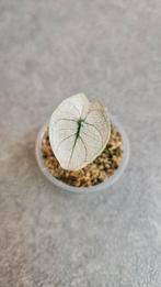 Alocasia Pink Dragon Stardust Variegata, Ophalen of Verzenden, Halfschaduw, Minder dan 100 cm