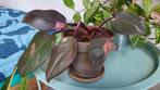 Philodendron pink princess, Ophalen, Overige soorten, Halfschaduw, In pot