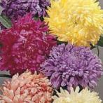 Zaden Callistephus Koningin der Hallen, Verzenden, Volle zon