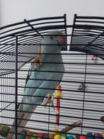 Mooi vogel met kooi, Dieren en Toebehoren, Vogels | Parkieten en Papegaaien, Mannelijk, Parkiet