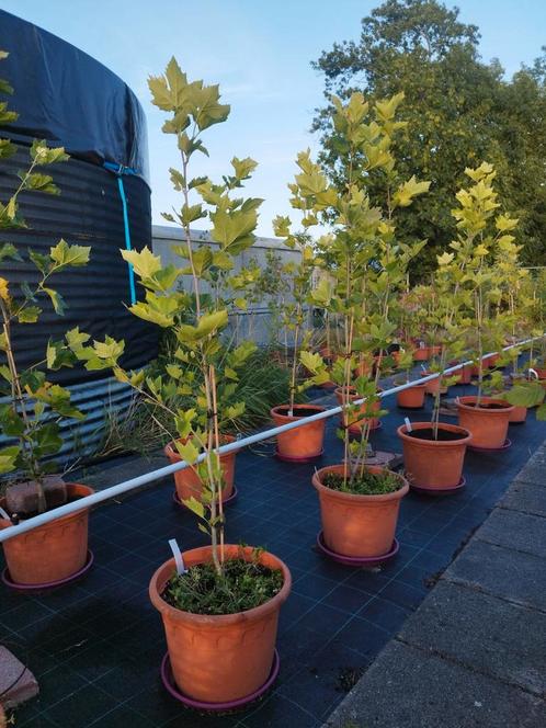 Mooie volle plataan bomen van 200+cm potgweekt!!, Tuin en Terras, Planten | Bomen, Overige soorten, Volle zon, In pot, Ophalen