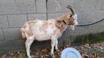 Bonte melkbok TE HUUR, Dieren en Toebehoren, Schapen, Geiten en Varkens, Mannelijk, Geit, 0 tot 2 jaar